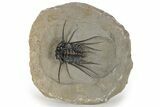 Spiny Dicranurus Trilobite - Atchana, Morocco #241200-3